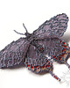 broszki Nocny motyl I, brosza, beading 2