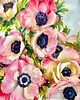 obrazy "Zawilce" 56*76 cm/akwarela na papierze 2