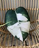 poduszki z grafiką Poduszka Liść Philodendron White Princess 2