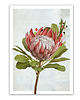 plakaty PLAKAT (poster) KWIAT PROTEA 1