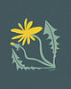 plakaty Mniszek lekarski/ seria Herbarium plakat 40x40 cm 2