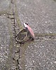 pierścionki - różne Rodonit - pierścionek regulowany 1