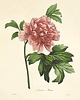 grafiki i ilustracje Rysunek kwiaty grafika  peonie magnolia 1