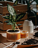 doniczki Średnia doniczka 71P02.500.OAK / eko / zero waste / minimalizm 1