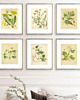 grafiki i ilustracje ZESTAW PLAKATÓW vintage grafiki botaniczne 1
