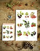 grafiki i ilustracje Owoce leśne- grafika na ścianę- ilustracja- las 2