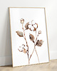 obrazy Bawełna i Pampas Grass - Zestaw dwóch grafik botanicznych 4