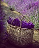 termofory Termofor eko na kark  ramiona pszenica len 50x18cm Lilac 8