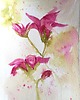 obrazy Akwarela Kwiaty oryginalny obraz A5 21x15 cm 2