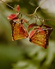 kolczyki - inne Kolczyki bursztynowe motyle 1