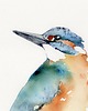 obrazy Oryginalna akwarela. Zimorodek 1