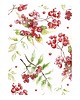 plakaty Jarzębiny  - plakat A4/A3 1