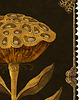 plakaty Dry lotus, plakat botaniczny, plakat boho, plakat kwiaty, lotos 2