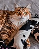 Zabawki dla zwierząt Zabawka dla kota kopacz kick & hug ze sznureczkami i kocimiętką KROWA CZARNA 8