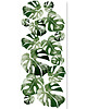 naklejki ścienne do pokoju dziecka Tapeta młodzieżowa Liście Monstery ( Monstera Leaf ) 1
