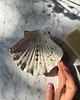 mydelniczki Ceramiczna Mydelniczka z Odpływem Muszelka Muszla Biała w Czarne Ciapki 1