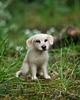 figurki i rzeźby Piesek Miniaturka-Labrador 2