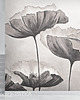 fototapeta Fototapeta Poppy 1