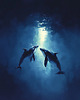 plakaty Plakat - Ocean Deep 2