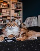 Zabawki dla zwierząt Zabawka dla kota kopacz kick & hug ze sznureczkami i kocimiętką ZEBRA BIAŁA 2