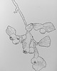 grafiki i ilustracje Rysunek cienkopis Owoce Kumkwatu oryginalny 18x26 cm 1
