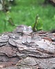 pierścionki - różne Bryłki lodu - pierścionek regulowany 4