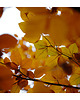 fotografia Jesienne liście 1
