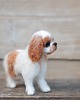 figurki i rzeźby King Charles Spaniel Mianiatura 1