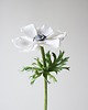 dodatki - różne Dekoracja botaniczna, kwiat z papieru - anemon 1