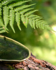 patery i talerze Patery z kolekcji FERN, zestaw trzech talerzy z liściem paproci 6