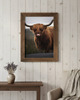 fotografia PLAKAT szkocka krowa  HIGHLANDS Szkocja 3