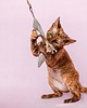 Zabawki dla zwierząt Wędka WILD CAT z zawieszką RYBIA OŚĆ 1
