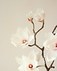 dodatki - różne Papierowa gałąź magnolii 1