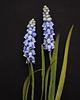 inne Dekoracja botaniczna, obraz - szafirki 2