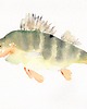 obrazy Oryginalna akwarela. Ryba 1