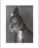 fotografia Fotografia z passe-partout: Kot Brunhilde 1