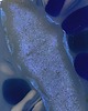 wisiory Wisior Azurea 3