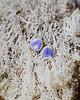kolczyki ceramiczne Kolczyki ceramiczne VIOLA 1