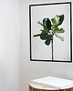 plakaty Plakat - Ficus 30x40 1