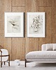 grafiki i ilustracje Klon Acer planetoids L. -zestaw -  { 50x70 cm } 3