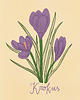 grafiki i ilustracje Krokus. Ilustracja 13x18cm 1