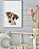 obrazy i plakaty do pokoju dziecięcego Plakat Pies - Jack Russell Terrier 2