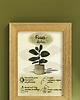 grafiki i ilustracje Instrukcja roślinna: FICUS Elastica (figowiec) 1