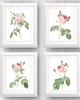 grafiki i ilustracje PLAKATY  botaniczne kwiaty róże ilustracje 2