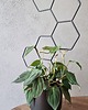 kwietniki Drabinka do kwiatów domowych Grow High Honey 6