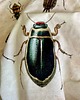 zasłony Zasłony artystyczne zaciemniające 2 szt  Insect 2