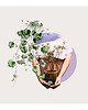 grafiki i ilustracje Ilustracje botaniczna / zestaw 3