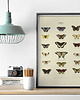 plakaty Plakat z motylami stary vintage retro tablica 1