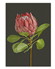 plakaty PLAKAT (poster) KWIAT PROTEA 1