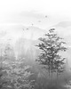 fototapeta Tapeta  - Forest 1